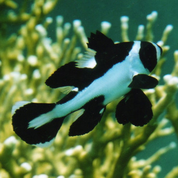 Macolor niger : 5-7 cm